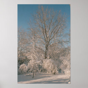 Bäume nach dem Schnee-Plakat Poster