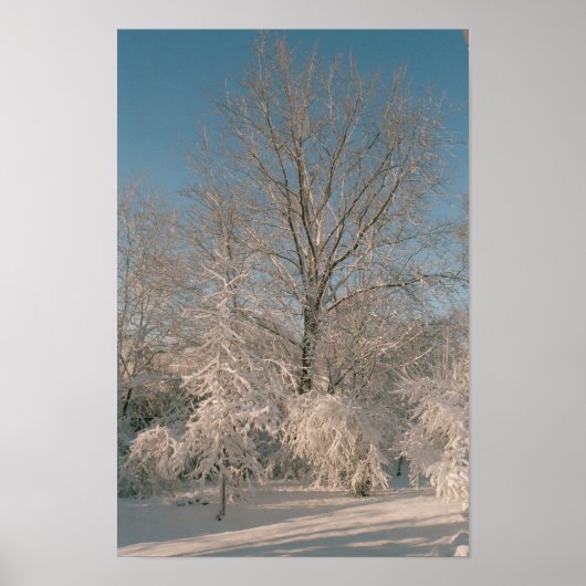 Bäume nach dem Schneeplakat Poster (Vorne)