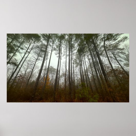 Bäume & Nebel, Poster (Vorne)
