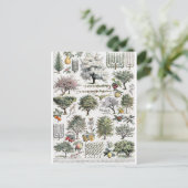 Bäume Pflanze Frucht Vintag Botanische Postkarte (Stehend Vorderseite)