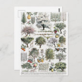 Bäume Pflanze Frucht Vintag Botanische Postkarte (Vorne/Hinten)