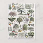 Bäume Pflanze Frucht Vintag Botanische Postkarte (Vorderseite)