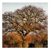 BÄUME POSTER (Vorderseite)