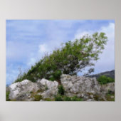 BÄUME POSTER (Vorne)