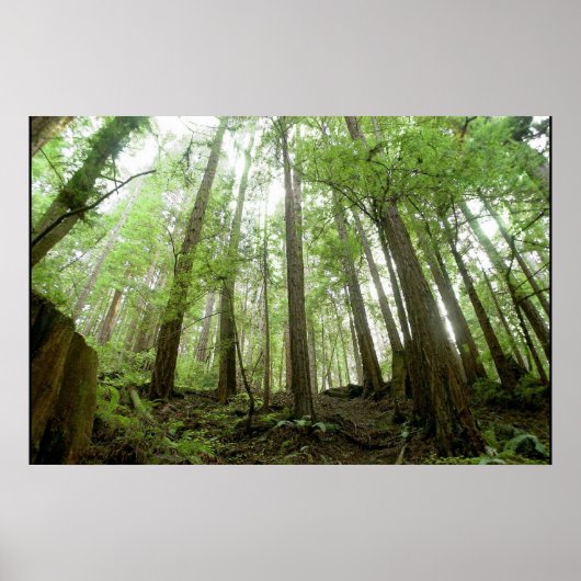 Bäume Poster (Vorne)