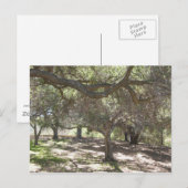 Bäume - Postkarte (Vorne/Hinten)