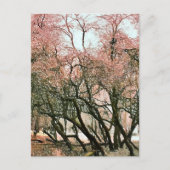 BÄUME POSTKARTE (Vorderseite)