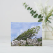 BÄUME POSTKARTE (Stehend Vorderseite)