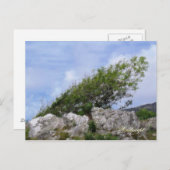 BÄUME POSTKARTE (Vorne/Hinten)