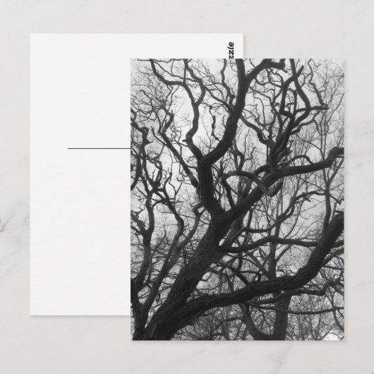 Bäume Postkarte (Vorne/Hinten)