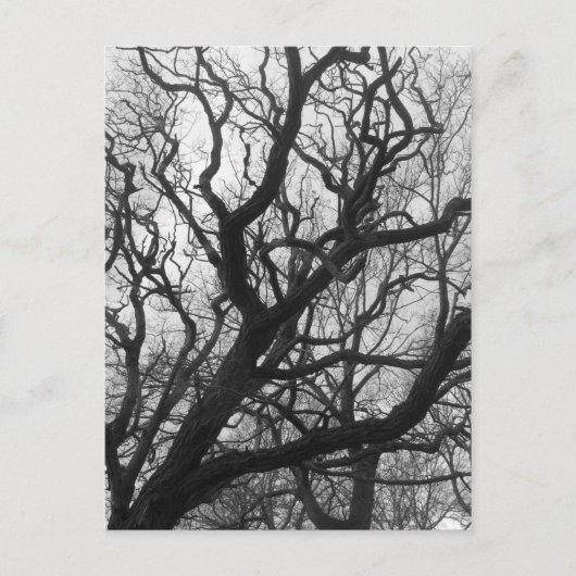 Bäume Postkarte (Vorderseite)