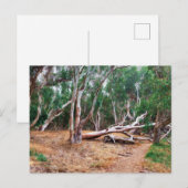 Bäume Postkarte (Vorne/Hinten)