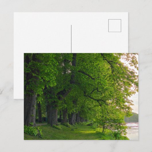 Bäume Postkarte (Vorne/Hinten)