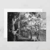 BÄUME POSTKARTE (Vorne/Hinten)
