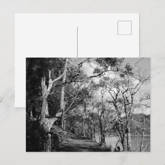 BÄUME POSTKARTE (Vorne/Hinten)