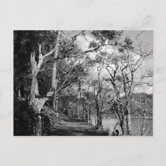 BÄUME POSTKARTE (Vorderseite)