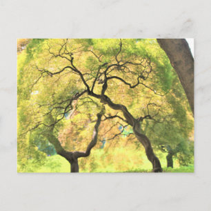 Bäume Postkarte