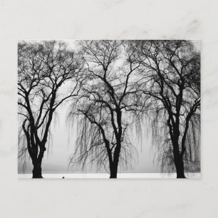 Bäume Silhouetten im Winter Postkarte