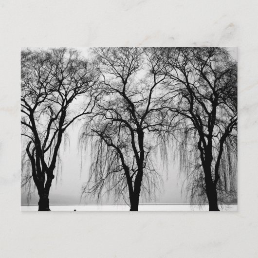 Bäume Silhouetten im Winter Postkarte (Vorderseite)