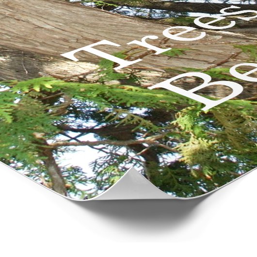 Bäume sind schön - Zedernbaumposter Poster (Ecke)