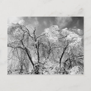 Bäume tragen Winter Postkarte