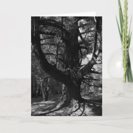 Bäume, UC Santa Cruz, 1963 Karte (Vorderseite)