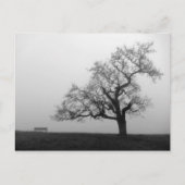 Bäume und Bänke in Nebel Postkarte (Vorderseite)