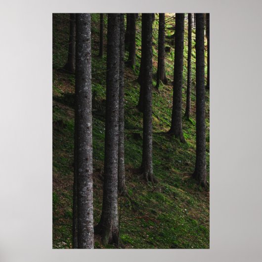Bäume und grüne Moos Poster (Vorne)