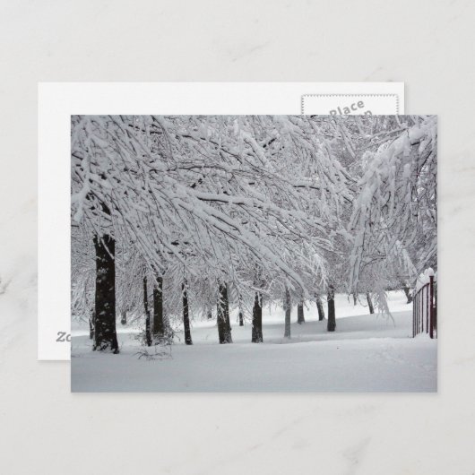 Bäume und Schnee Postkarte (Vorne/Hinten)