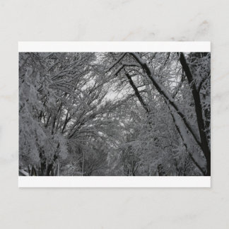"Bäume und Schnee" von Coressel Productions Postkarte
