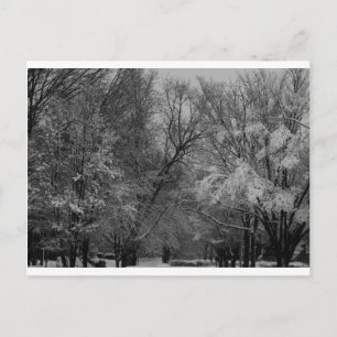 "Bäume und Schnee" von Coressel Productions Postkarte