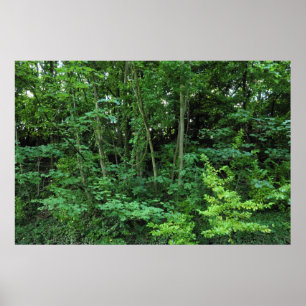 Bäume und Shrubs Poster