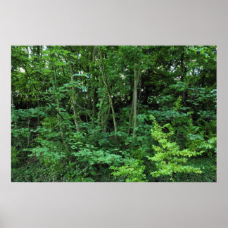 Bäume und Shrubs Poster