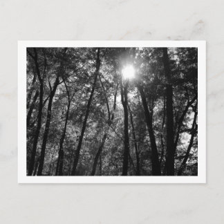 Bäume und Sonne (1) Postkarte
