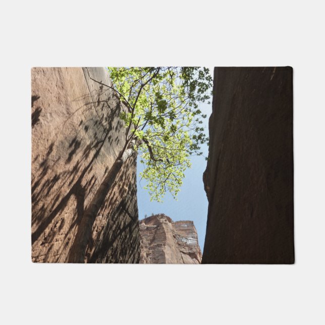 Bäume wachsen zwischen Felsen im Zion Nationalpark Fußmatte (Vorderseite)