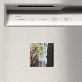 Bäume wachsen zwischen Felsen im Zion Nationalpark Magnet (In Situ (Geschirrspüler))