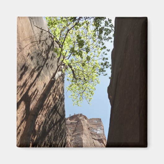 Bäume wachsen zwischen Felsen im Zion Nationalpark Magnet (Vorne)