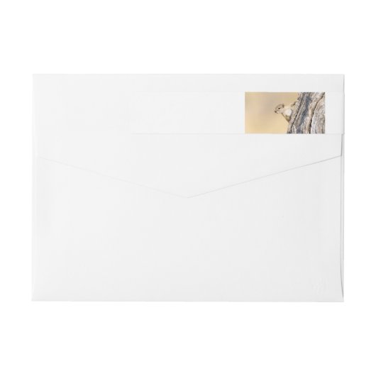 Baumeichhörnchen (Rückseite)