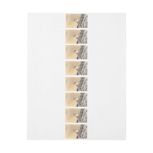 Baumeichhörnchen (Bogen)