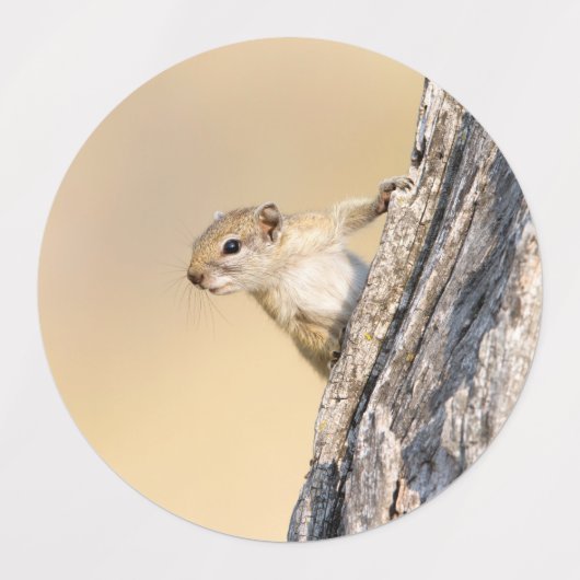 Baumeichhörnchen Etiketten (Design 2)