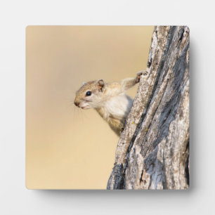 Baumeichhörnchen Fotoplatte