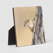 Baumeichhörnchen Fotoplatte (Vorderseite)
