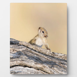 Baumeichhörnchen Fotoplatte