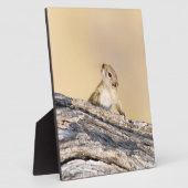 Baumeichhörnchen Fotoplatte (Seite)