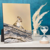 Baumeichhörnchen Fotoplatte (Seite)