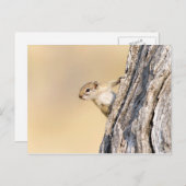 Baumeichhörnchen Postkarte (Vorne/Hinten)