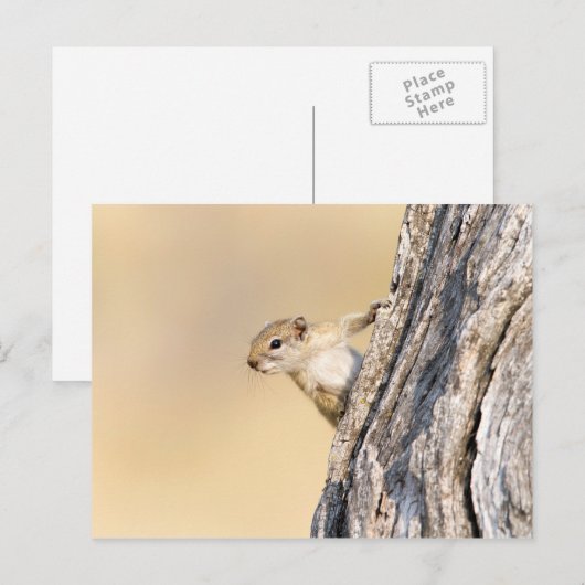 Baumeichhörnchen Postkarte (Vorne/Hinten)