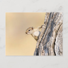 Baumeichhörnchen Postkarte