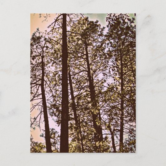 Baumfarbe Postkarte (Vorderseite)