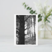 Baumfotografie - Druantia Postkarte (Stehend Vorderseite)